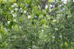 Melaleuca bracteata